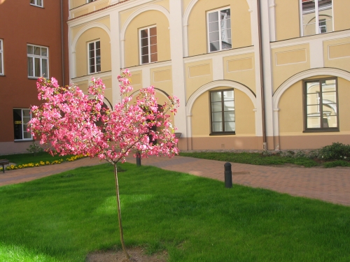 Vilniaus universiteto Observatorijos kiemelyje lankytojus džiugina rožiniais žiedais pasidabinus obelis.