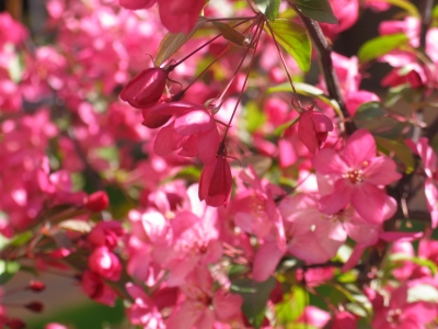  Obelis kiekvieną pavasarį jau trečius metus iš eilės kviečia grožėtis jo rožiniais žiedlapiais.