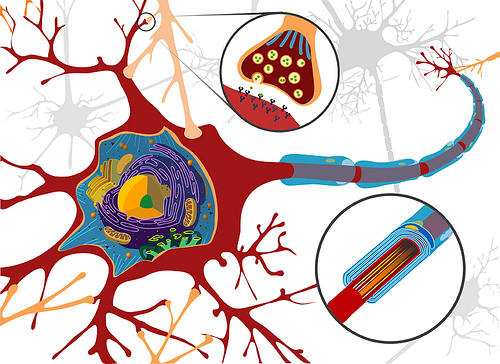 Neuronas. Autorius: Ethan Hein. Šaltinis: www.flickr.com