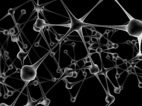 Neuronų tinklas galvos smegenyse. sxc.hu nuotr.