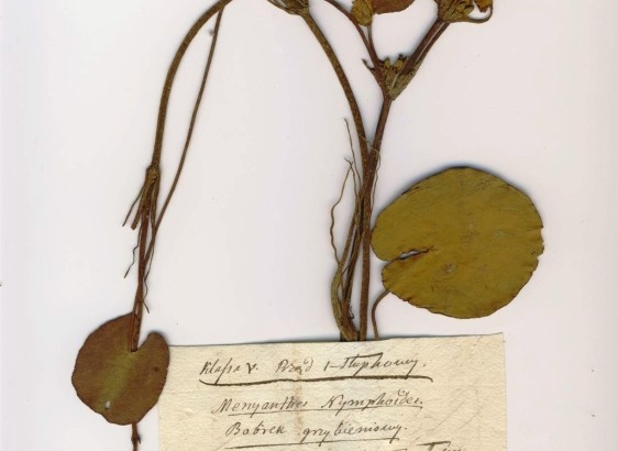 Limnantheum - augalas iš herbariumo kolekcijos