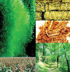 Norint išnaudoti biomasės potencialą Lietuvoje, reikia investuoti į biomasės jėgaines.www.renewable-energy-news.info nuotr.