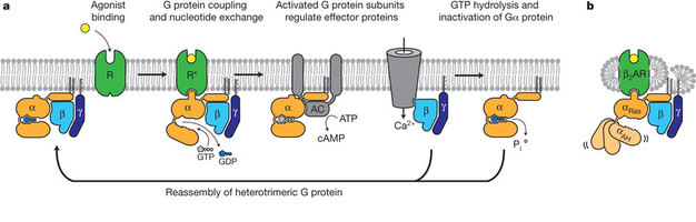 A - receptorių veikimo schema; B – beta-adrenerginio receptoriaus ir G baltymų komplekso kristale schema. Iš S.G.F. Rasmussen ir kt, Naure (2011) 477, 549–555.