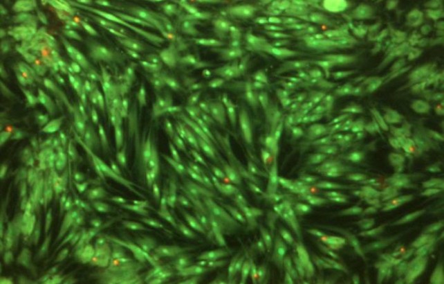 Kamieninės ląstelės, augančios ant paviršiaus. Autorės nuotr.