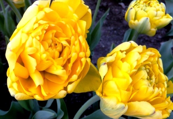 VU Botanikos sodo Vingio skyriuje vyks Tulpių diena. VU Botanikos sodo archyvo nuotr.