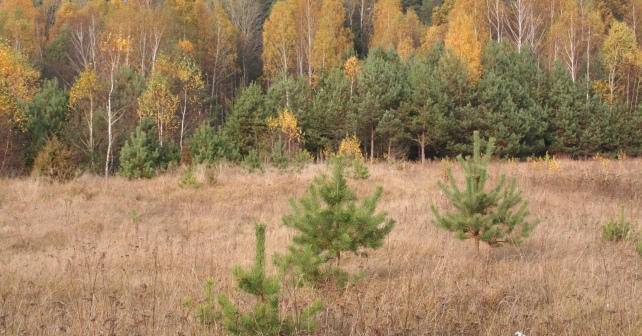 Dabartiniai Dzūkijos miškai panašūs į buvusius arktinėje Europoje tirtu laikotarpiu. E. Rudnickaitės nuotrauka