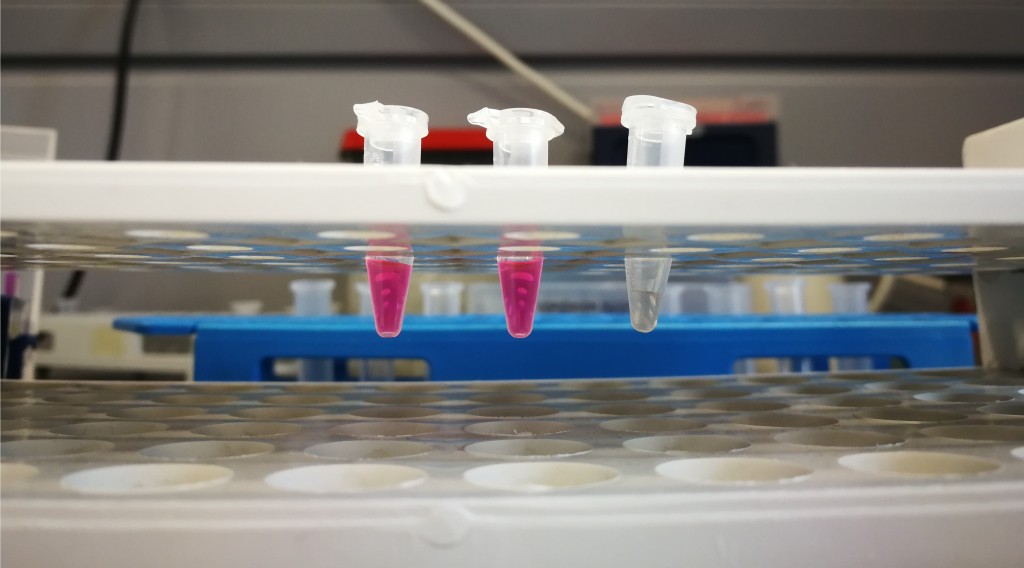 Tyrimui naudota fluorescuojančiu dažu žymėta DNR