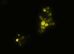 Candida lusitaniae ląstelė, pažymėta skirtingais fluorochromais. Fluorescencinės mikroskopijos nuotraukos, padidintos 1000 kartų