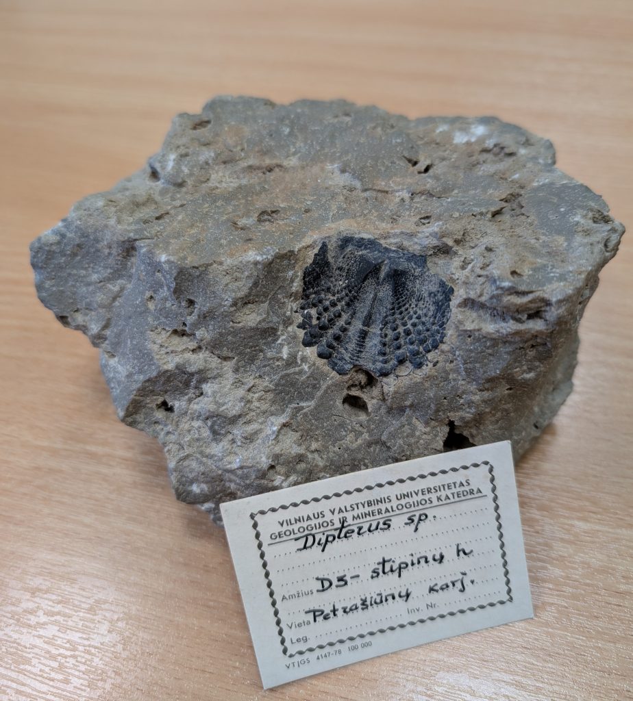 Gyvoji fosilija: Vėlyvojo devono (380–360 milijonų metų) dvikvėpės žuvies dantų plokštelė (Petrašiūnų karjeras).